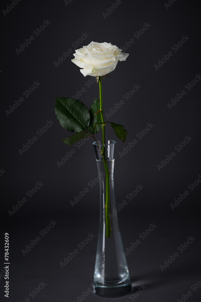 beautiful close up of white rose isolated on dark background