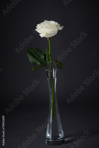 beautiful close up of white rose isolated on dark background