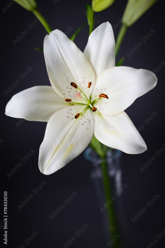 beautiful single white lily with isolated on a gray background beautiful single white lily with isolated on a gray background