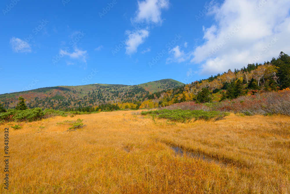 Autumn foliage at the Kenashitai Marsh in Mt.Hakkoda, Aomori, Ja