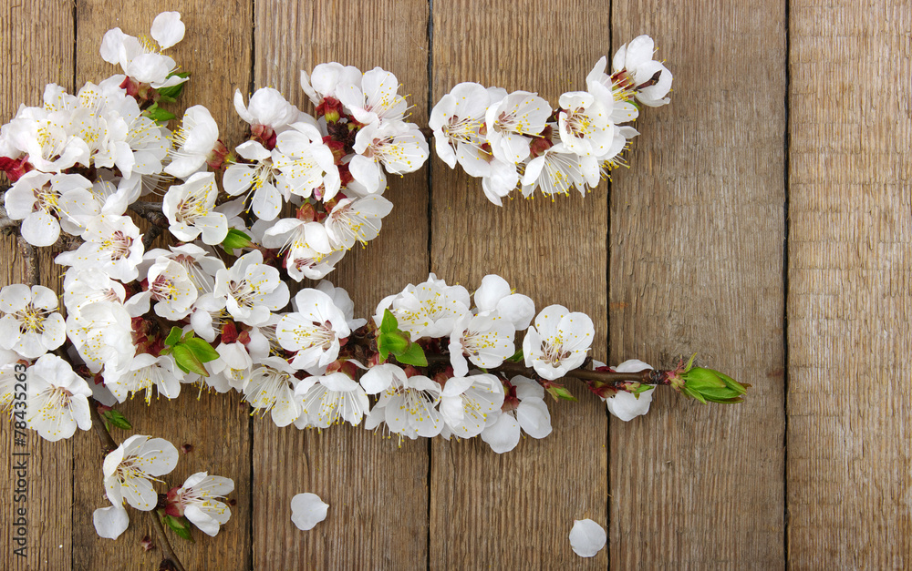 Spring flower Spring flower