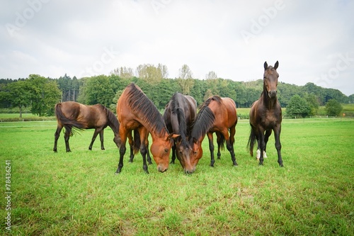 Gruppe Pferde auf einer Koppel