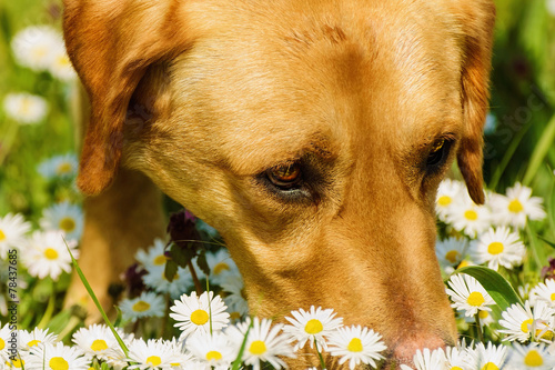 Dog Smelling Flowers photo