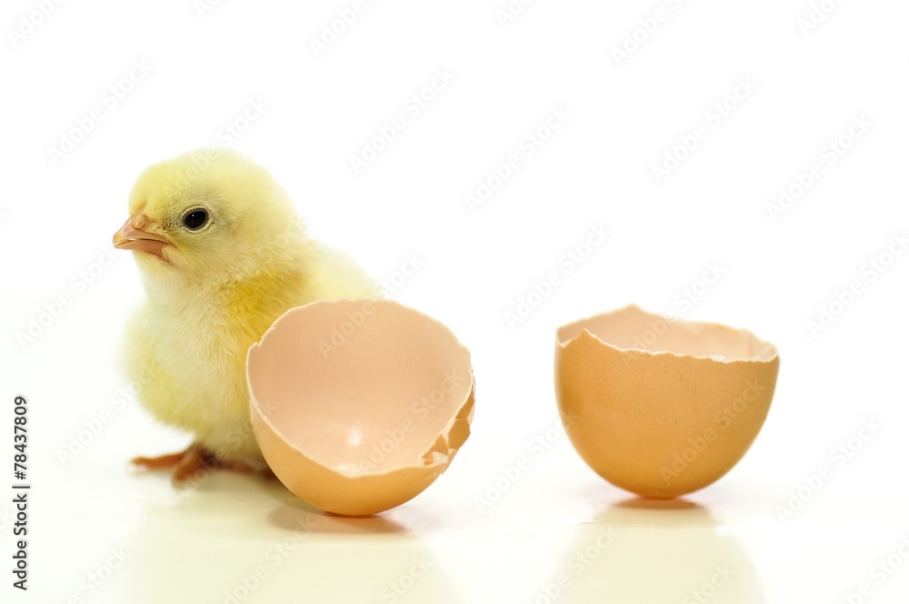 Frisch geschlüpftes Hühnerküken Frisch geschlüpftes Hühnerküken