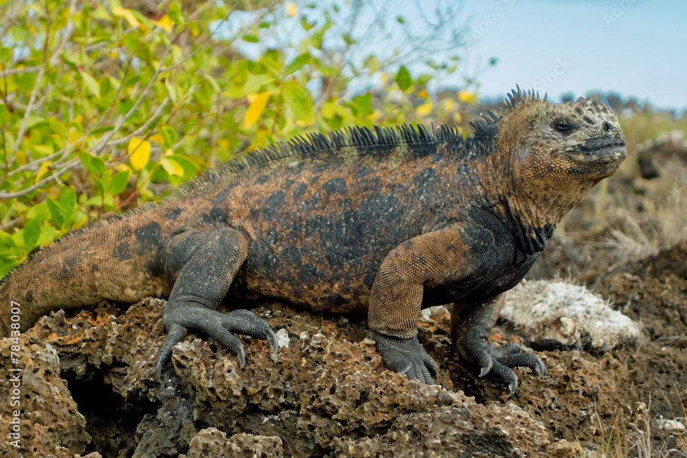 beautiful iguana resting in the beach santa cruz galapagos beautiful iguana resting in the beach santa cruz galapagos