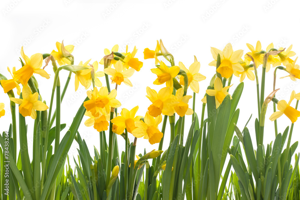 Fototapeta premium Spring daffodils