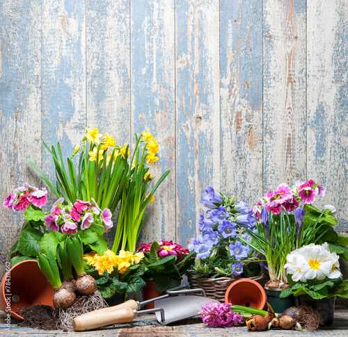 Frühling, Blumen, Gartenarbeit photo