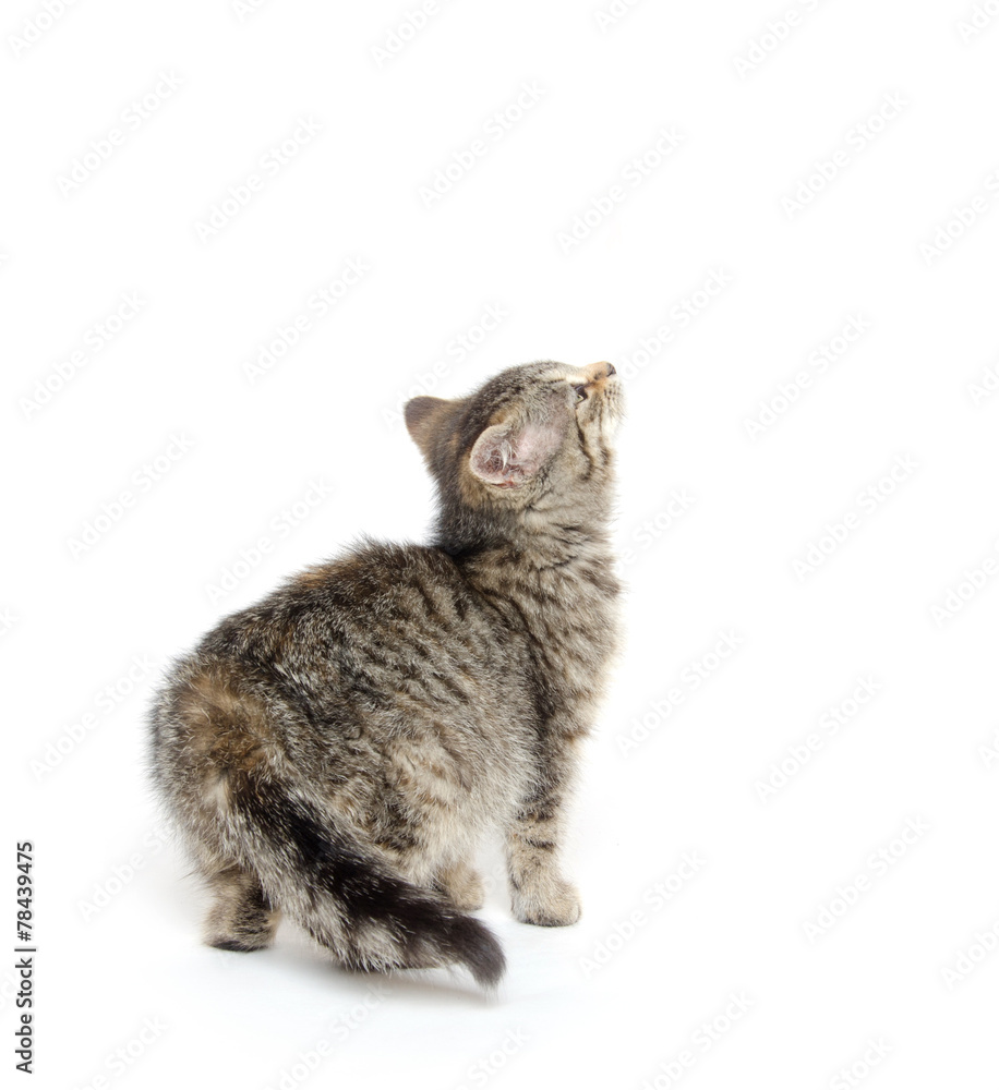 Fototapeta premium Cute tabby kitten