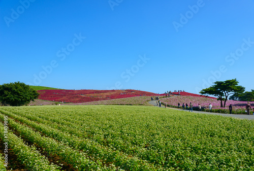 Autumn in Hitachi Seaside Park, in Hitachinaka, Ibaraki, Japan