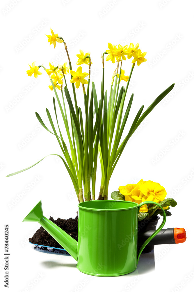 Blumen Blumen