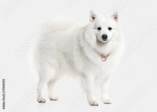 Dog. Japanese white spitz on white background © dionoanomalia