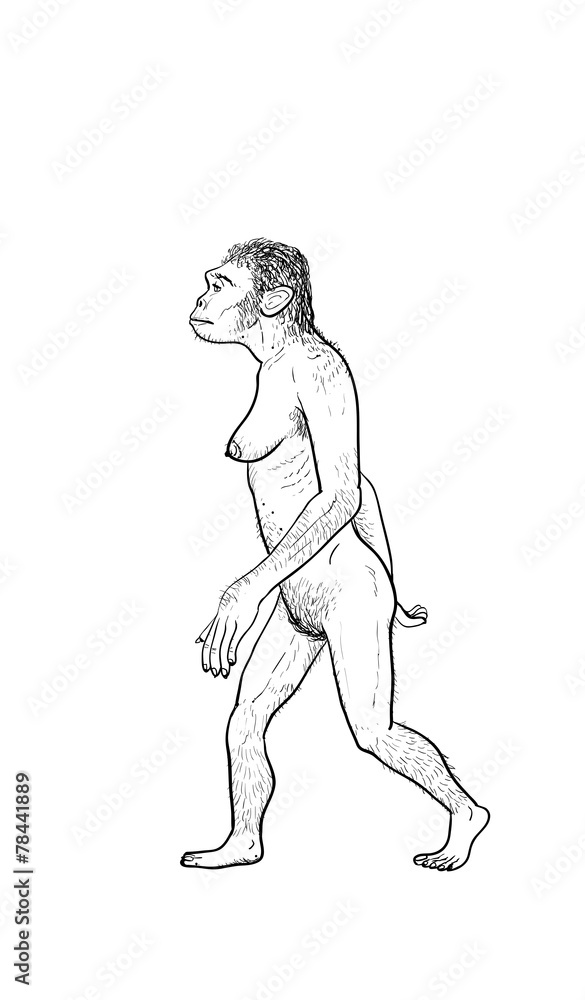 Human evolution, female