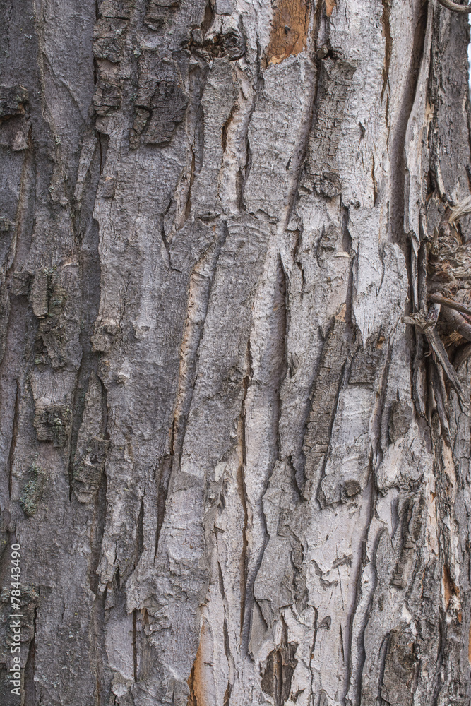 Hornbeam tree bark