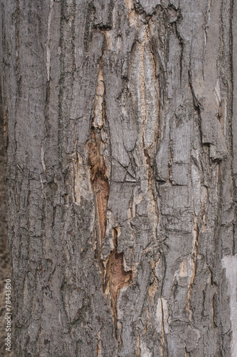 Hornbeam tree bark