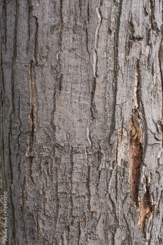 Fototapeta Naklejka Na Ścianę i Meble -  Hornbeam tree bark