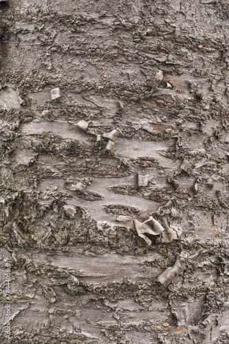 Cherry tree bark