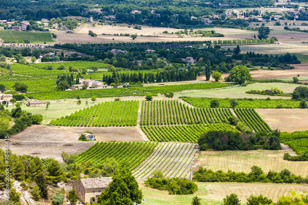 vineyards near Gordes, Vaucluse Department, Provence, France