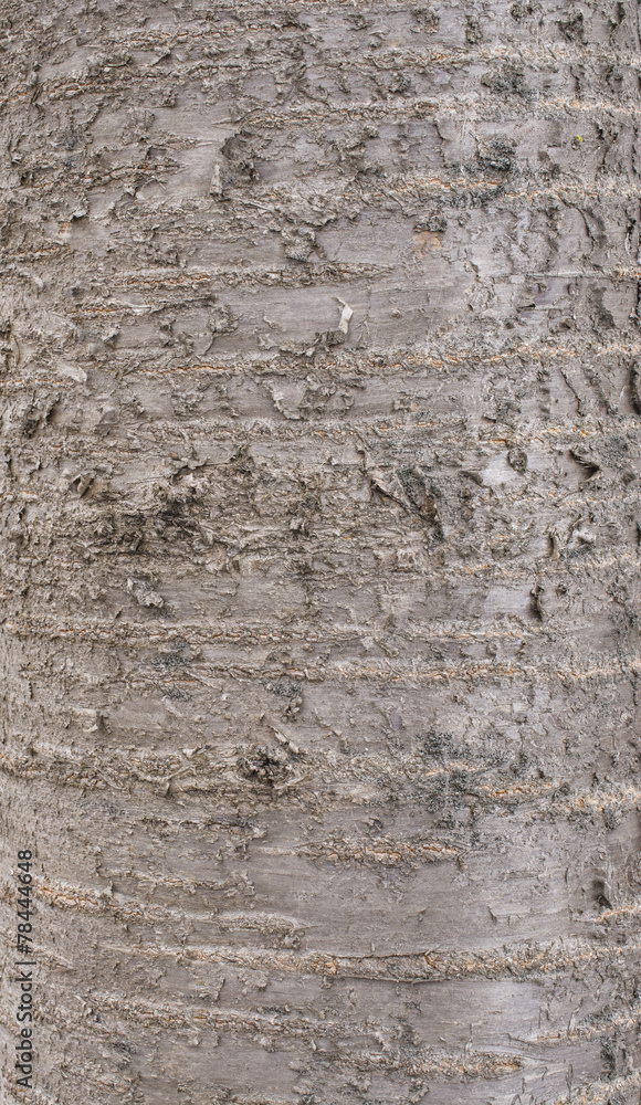 Obraz premium Cherry tree bark