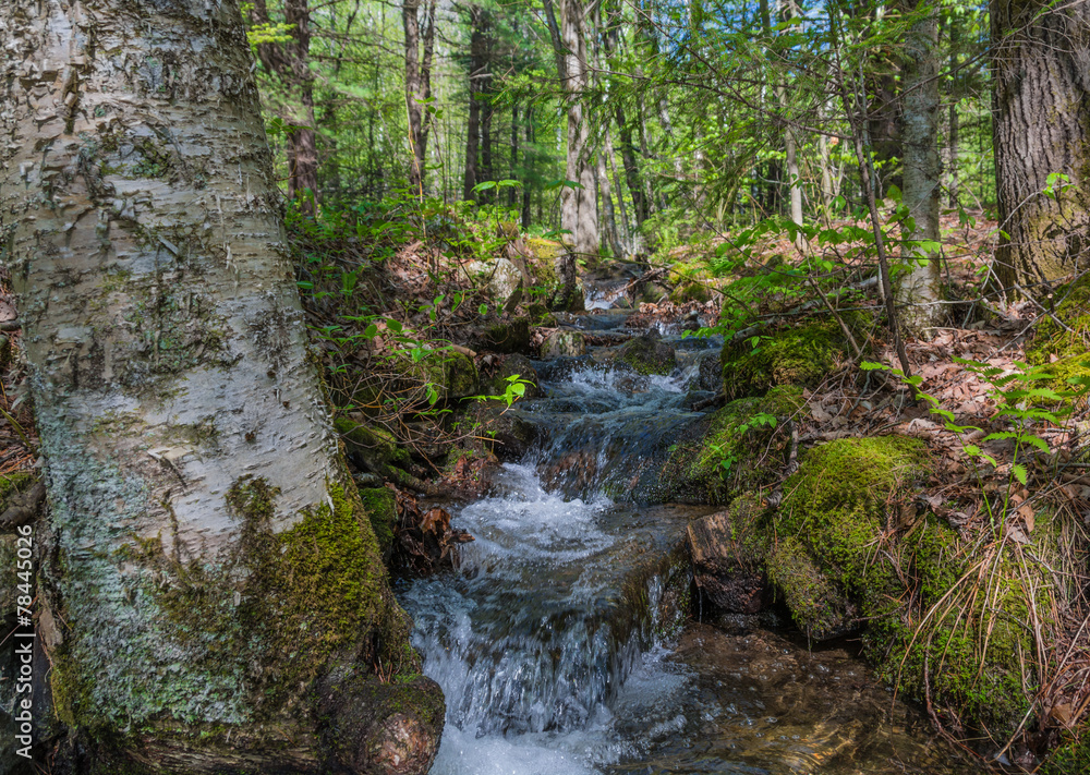 Obraz premium Fast Flowing Mountain Runoff Stream