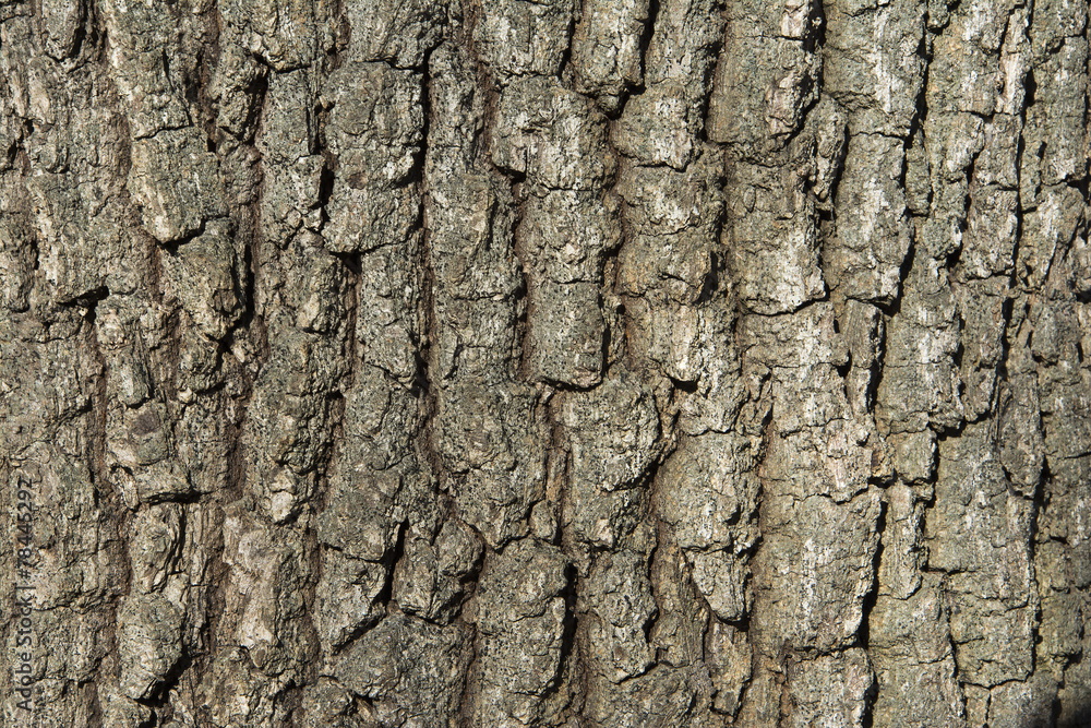 Oak tree bark Oak tree bark
