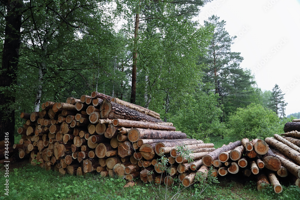 stack of logs in a forest