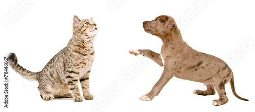Fototapeta Naklejka Na Ścianę i Meble -  Curious cat Scottish Straight and puppy pit bull