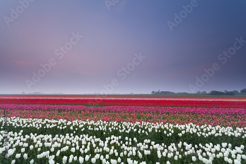tulip field at sunset in spring