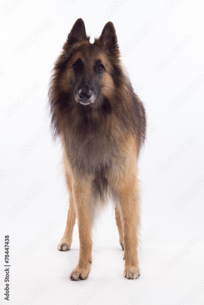 Fototapeta premium Belgian Shepherd Tervuren dog standing