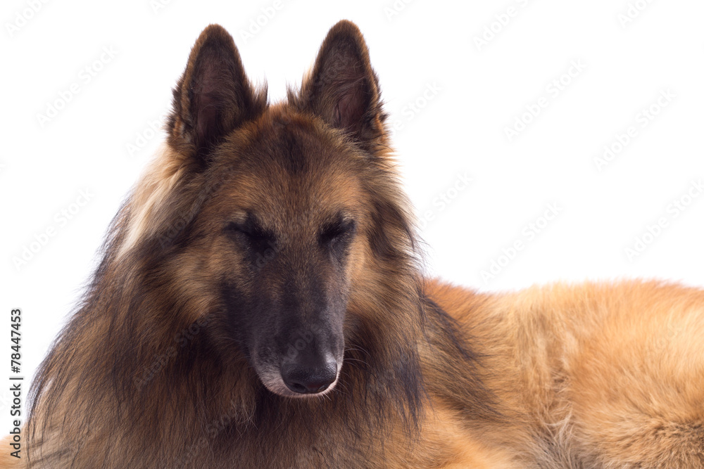 Belgian Shepherd Tervuren dog, laying down, sleeping Belgian Shepherd Tervuren dog, laying down, sleeping