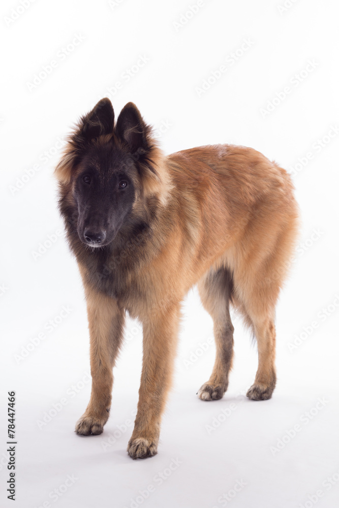 Fototapeta premium Belgian Shepherd Tervuren puppy standing