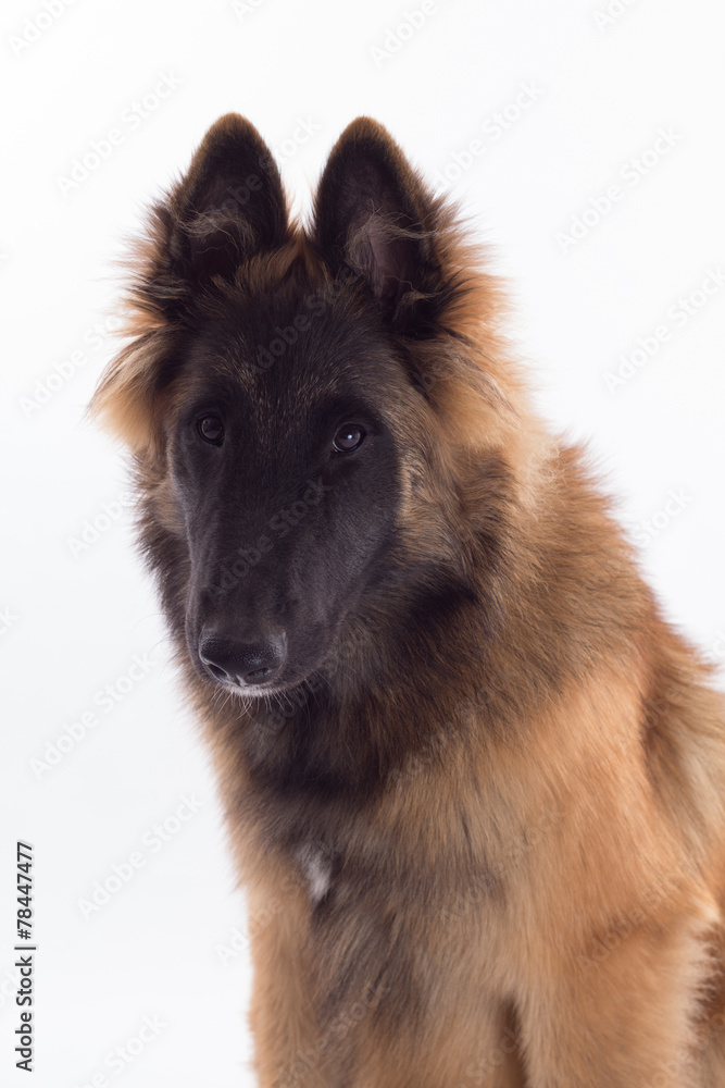 Fototapeta premium Belgian Shepherd Tervuren puppy headshot