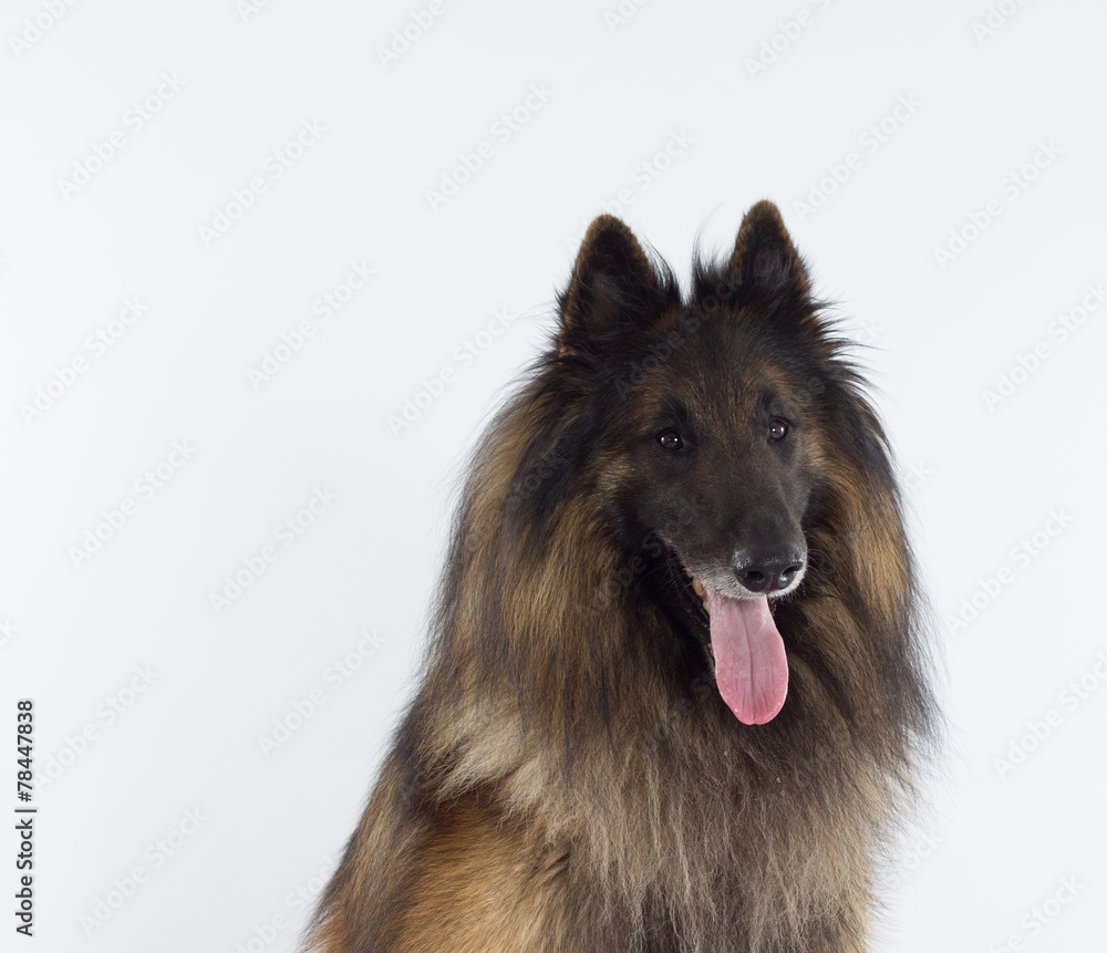 Belgische herder, Tervuerense, headshot Belgische herder, Tervuerense, headshot