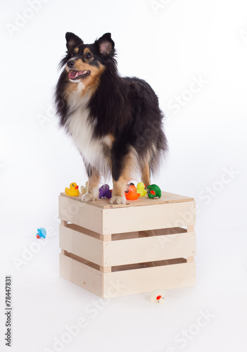 Shetland Sheepdog standing on wooden box