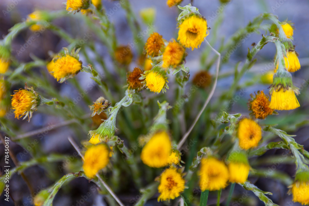 Obraz premium Spring flowers coltsfoot (Tussilago farfara)