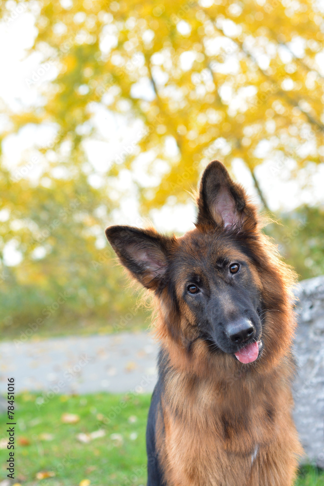 Long haired german shepherd dog Long haired german shepherd dog