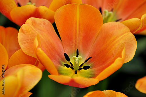 Tulipes ouvertes en gros plan