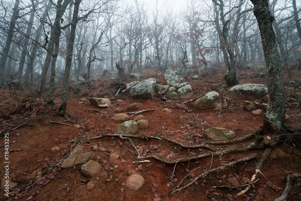 Slope with roots on rocky red ground
