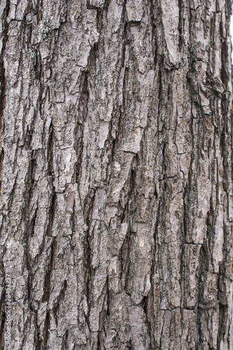 Willow tree bark