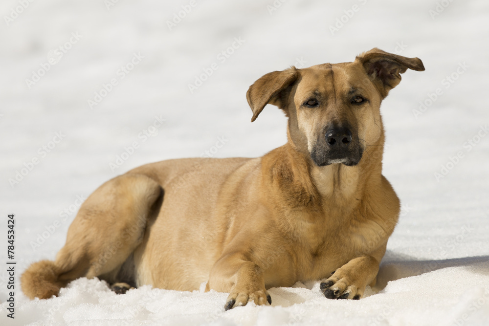 Nala Im Schnee