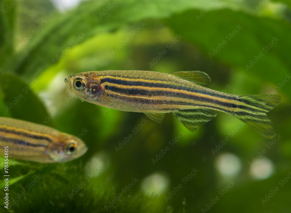 Naklejka premium Danio rerio aquarium fish
