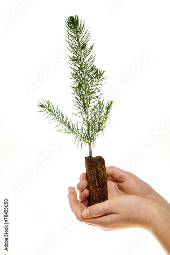 Small evergreen sapling held against a white background.