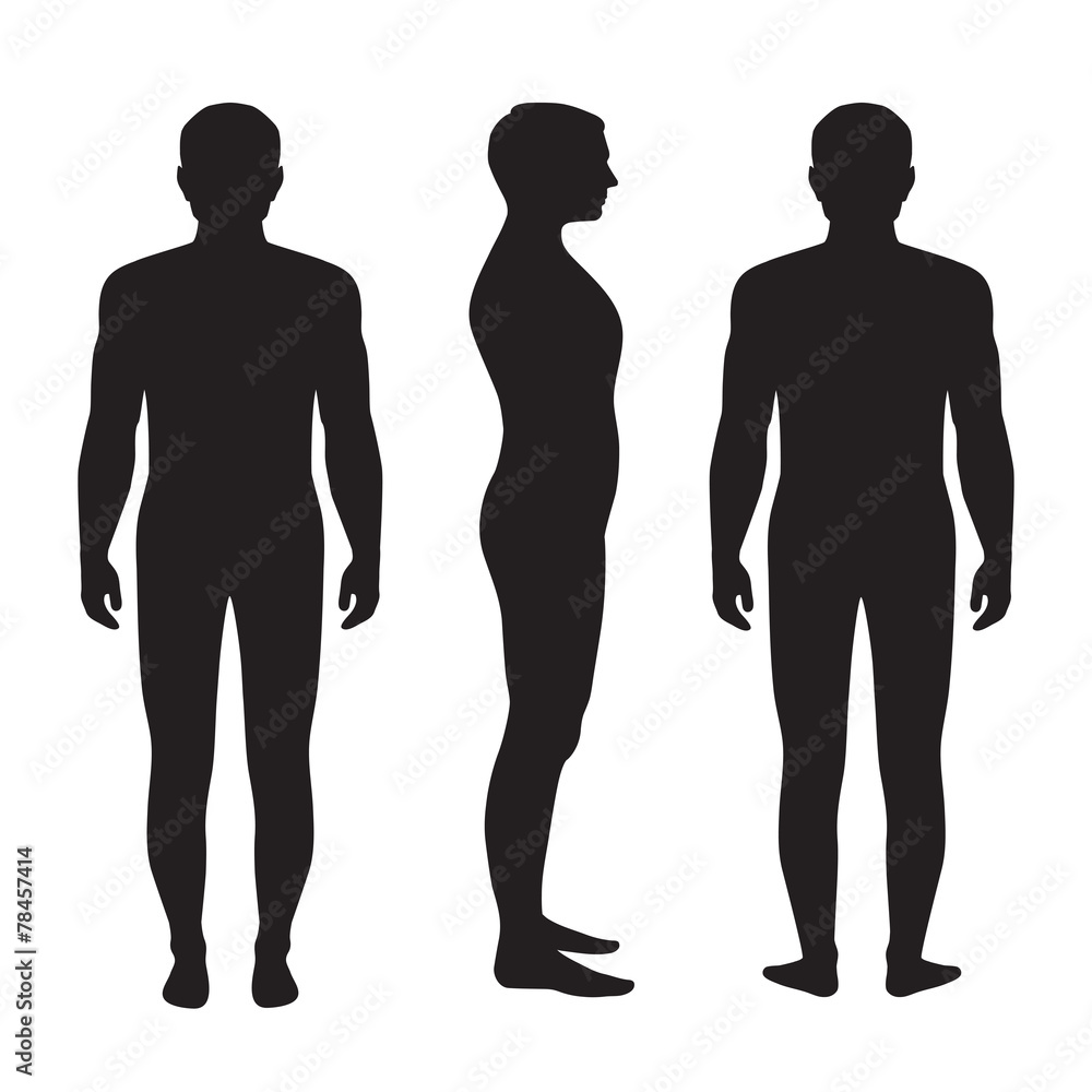 Vettoriale Stock human body anatomy, vector man silhouette, front back side  | Adobe Stock
