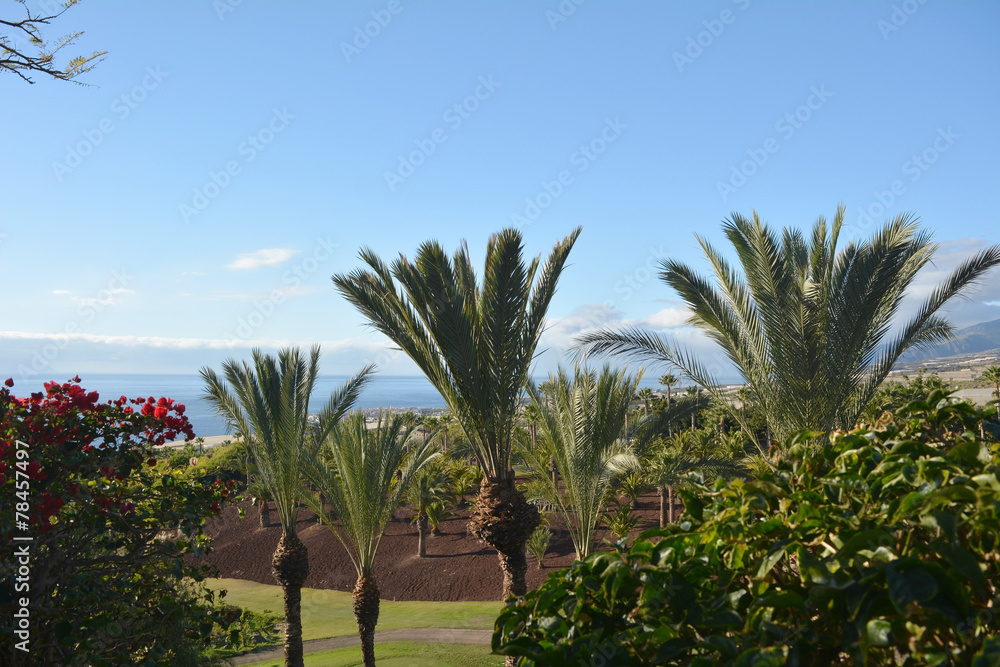 Tropical garden in southern Tenerife with sea view