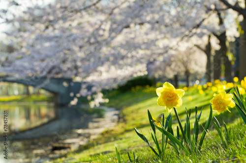 Fototapeta Naklejka Na Ścianę i Meble -  Daffodil and Cherry Blossom