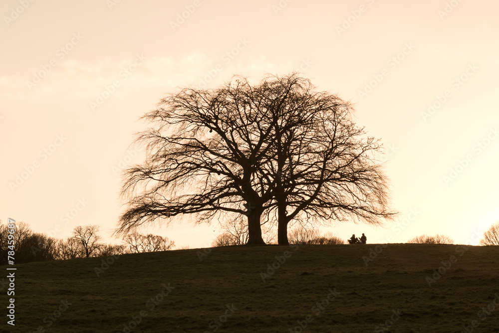 Obraz premium Trees silhouette against a clear sky at sunset. Vintage effect.