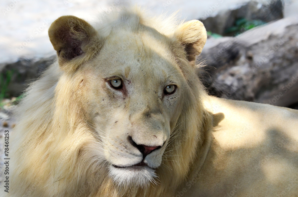 Obraz premium Albino lion
