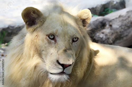 Albino lion