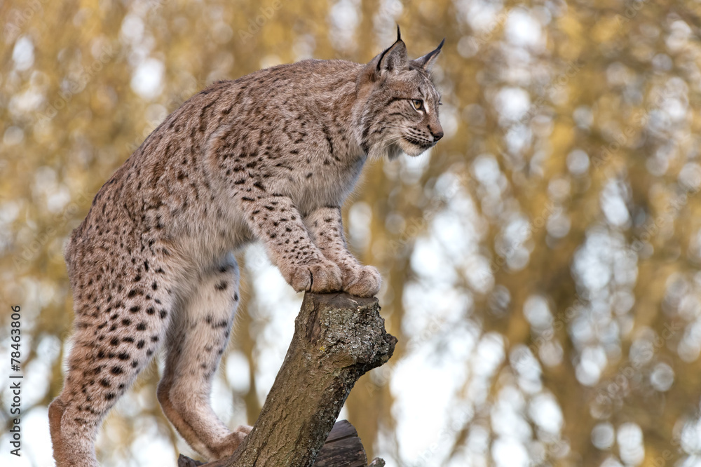 Fototapeta premium Eurasian Lynx