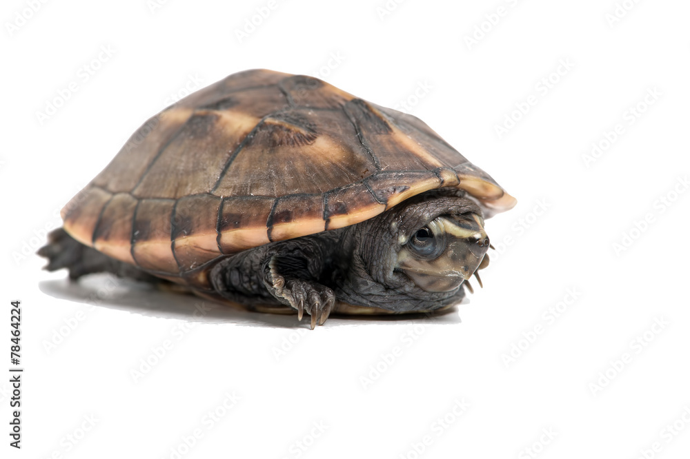 Striped Mud Turtle Striped Mud Turtle