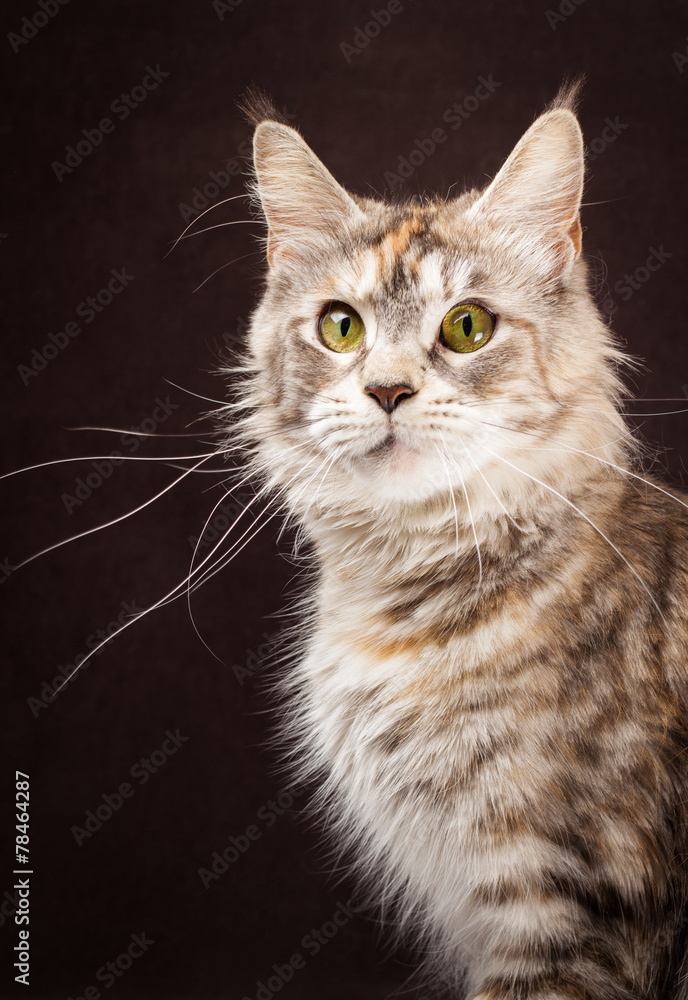 maine coon cat on black brown background maine coon cat on black brown background